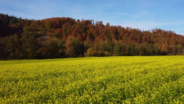 Drone flying low over blooming  canola field towards colorful autumn leaf tree forest on sunny day