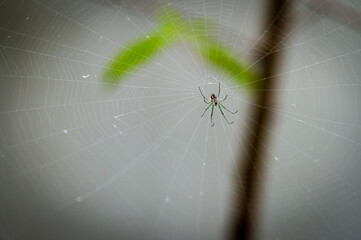 spider on a web