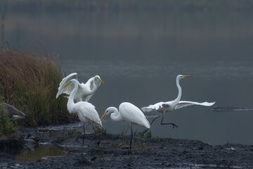 Obraz premium Silberreiher (Egretta alba) 
