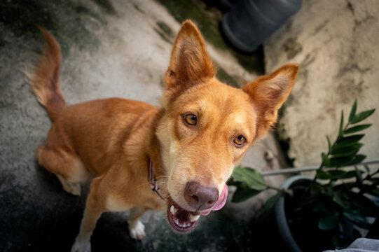 portrait of a dog