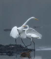 Silberreiher (Egretta alba)
