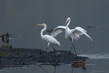 Silberreiher (Egretta alba)
