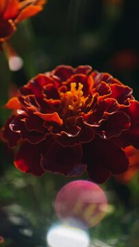 marigold close up, macro, flowers, botany, garden plants, spices, orange, Tagetes, aster family
