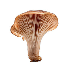 Dried Bearded tooth mushroom isolated