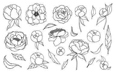 Line drawing of peony flowers and leaves. Vector floral isolated illustration on white background.