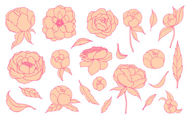 Fototapeta premium Set of orange peony flowers and leaves with pink line. Vector floral isolated illustration on white background.