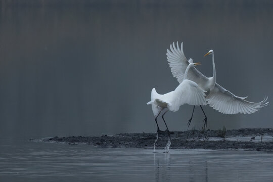 Silberreiher (Egretta alba)
