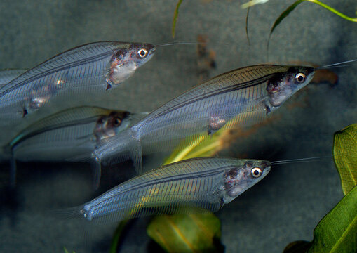Indische Glaswels (Kryptopterus vitreolus) S&uuml;dostasien