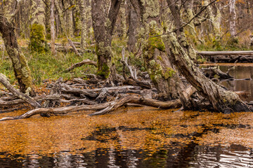 Wildnis mit Wasser und mystischen Bäumen in Sumpfwald mit Herbstfarben in Los Glaciares National Park, Argentinien, Südamerika