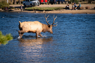 bull elk in the water