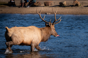 elk with tongue out