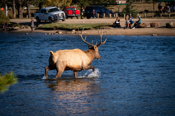 elk walking in water