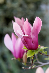  Tulpenmagnolien (Magnolia) zwei Blüten nebeneinander