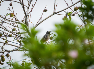 perching bird on a tree