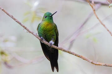 Colibries de Caldas, Colombia