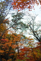 북한산 정릉 단풍