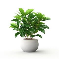 Decorative houseplant isolated on a white background.