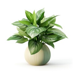 Decorative houseplant isolated on a white background.