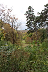 A forest with trees and grass