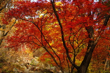 북한산 정릉 단풍