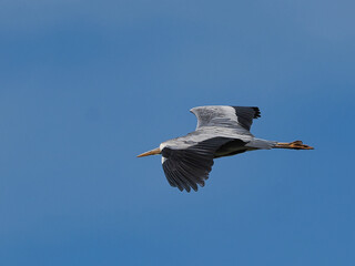 Fliegender Storch, Jo und Hanni aus der Johannisbachaue