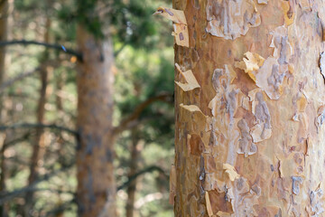 A close-up photo of a tree trunk. There is a forest in the background, and free space for text. The bark of the trunk is infected with pests. Bark destroyed by the weather. 