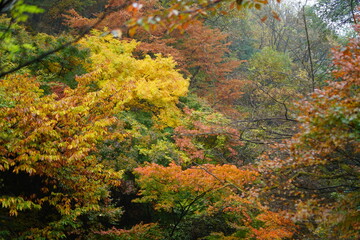 북한산 정릉 단풍