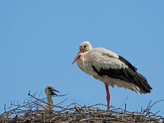Storch mit Küken im Nest, Jo und Hanni aus der Johannisbachaue