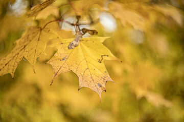 gold autumn leaves in the park