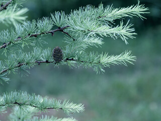 larch tree branch with his cone