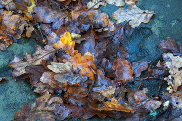 autumn leaves on a rock