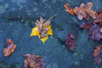 autumn leaves on the ground