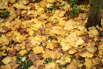 GOLDEN LEAVES IN AUTUMN