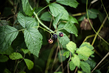forest fruits growing on a bush
