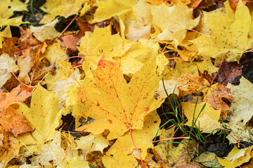 GOLD AUTUMN LEAVES