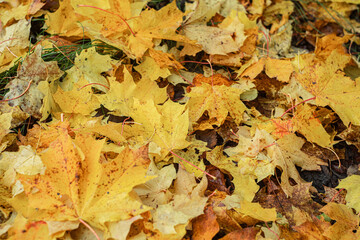 GOLD AUTUMN LEAVES
