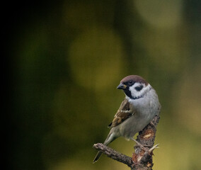 Naklejka premium Feldsperling