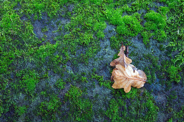 green moss on the tree