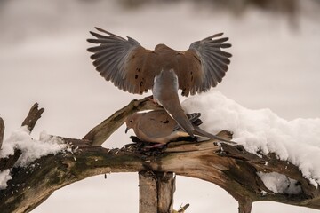Doves fighting for a branch in snow