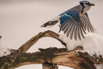 Blue Jay flying off a branch
