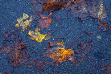 autumn leaves on the ground
