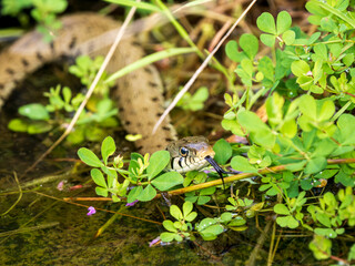 Close-up of Otter in the Grass