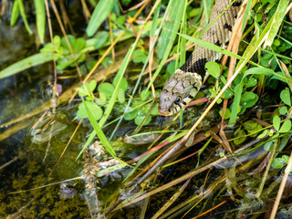 Close-up of Otter in the Grass