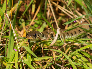 Grass Snake