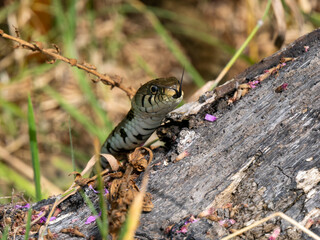 Grass Snake
