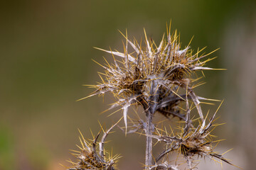 A dried soldier thistle isolated on green background. Picnomon acarna.