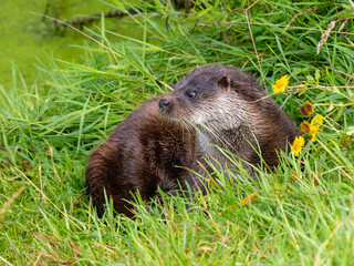 Close-up of Otter in the Grass