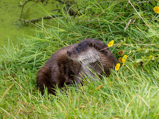 Close-up of Otter in the Grass