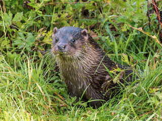 Close-up of Otter Head  in the Grass