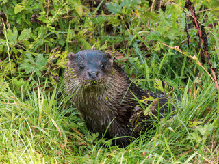 Close-up of Otter Head  in the Grass